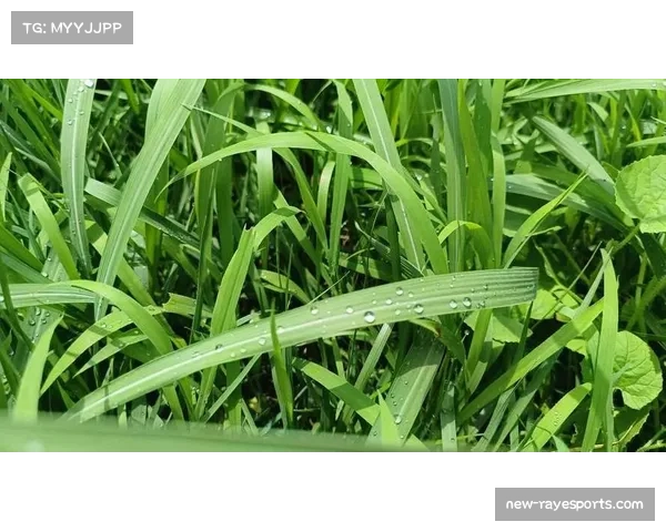 明尼苏达联主场大雨后草坪损坏 紧急启用备用场地修复